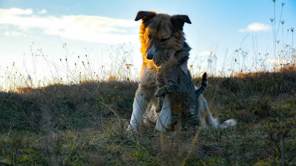fotografía de mascotas