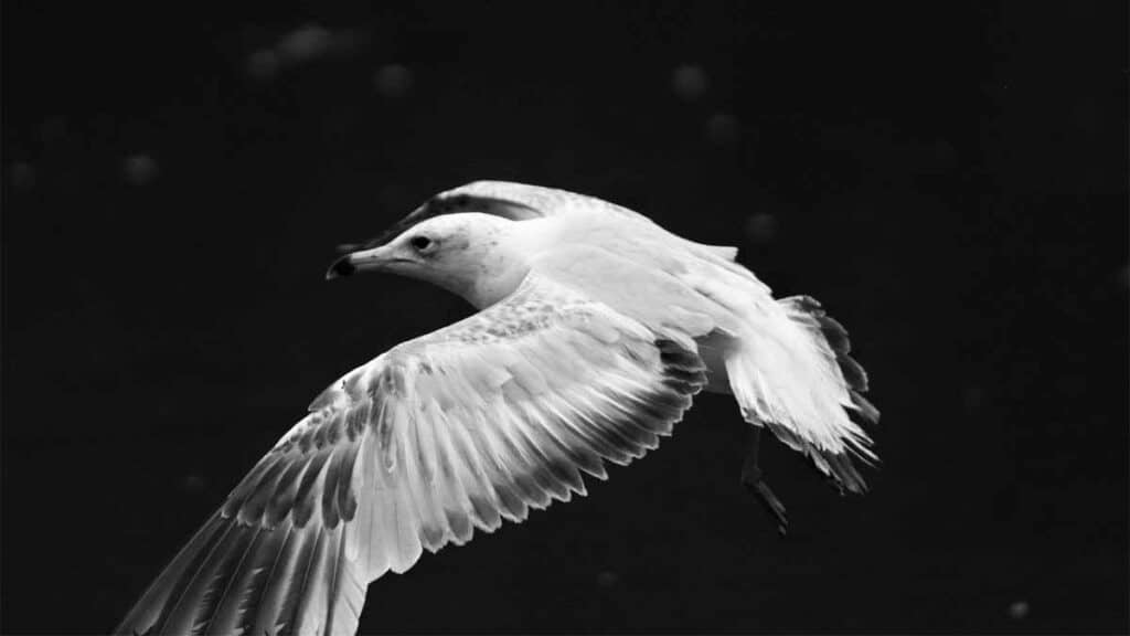 fotografiar aves