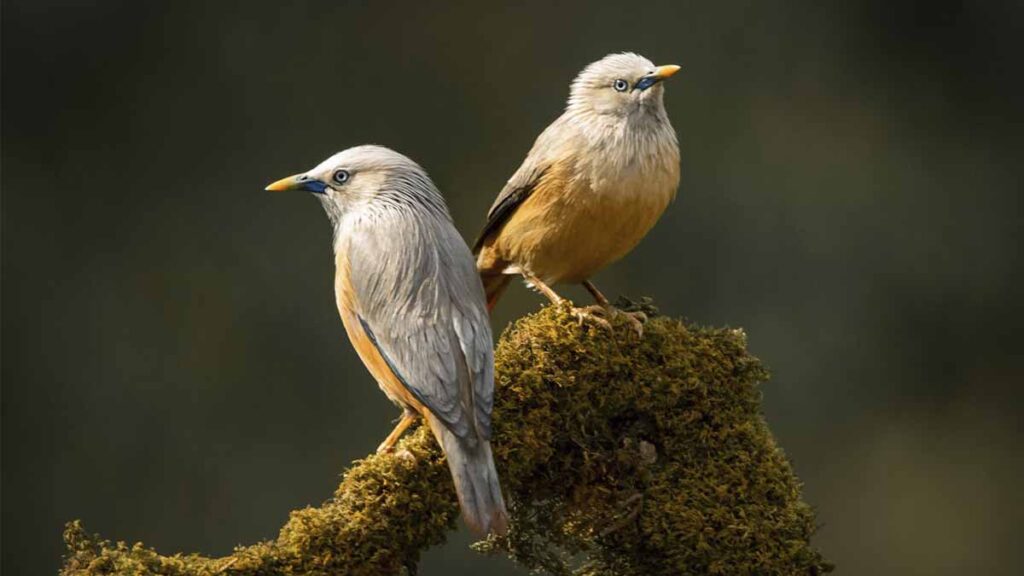 fotografiar aves