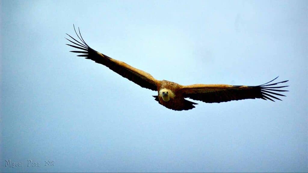 fotografiar aves