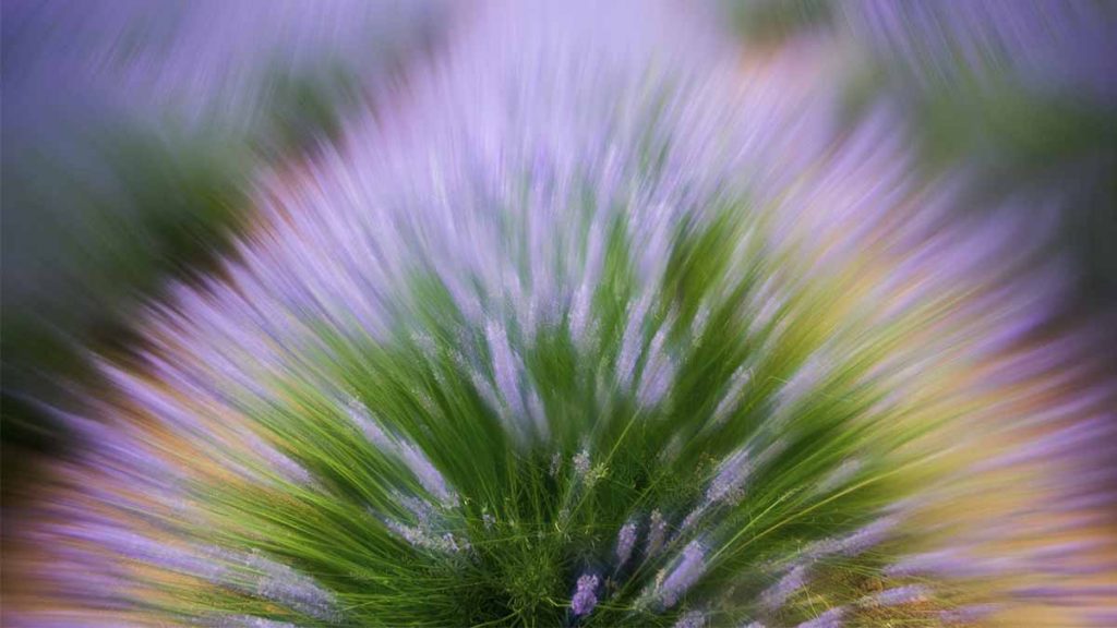 fotografía de plantas
