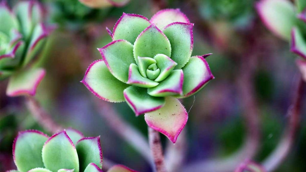 fotografía de plantas