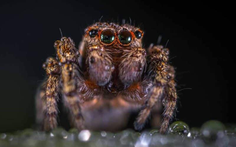 Fotografía Macro